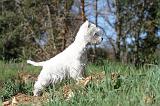 WESTIE 002